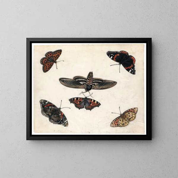 Studien von fünf Schmetterlingen und einer Sphinx - Jan van Kessel der Ältere — gerahmtes Bild an der Wand