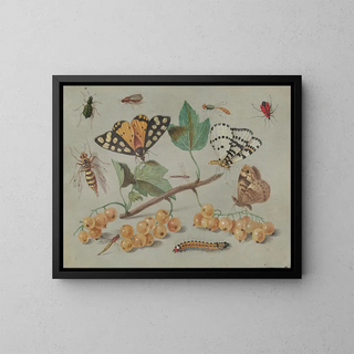 Jan Van Kessel The Elder - Study of Butterfly and Insects.webp