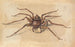 Eine Spinne - Jan Vincentsz van der Vinne — Ansicht des Kunstwerks