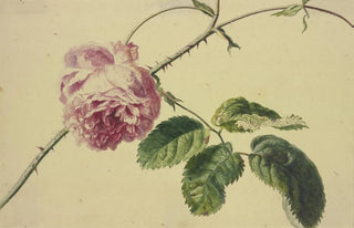 Jan van Huysum - A rose.webp