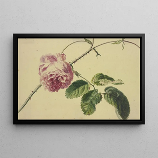 Jan van Huysum - A rose.webp