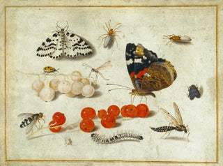 Jan van Kessel the Younger - Butterfly Caterpillar Moth Insects and Currants.webp
