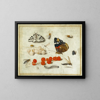 Jan van Kessel the Younger - Butterfly Caterpillar Moth Insects and Currants.webp