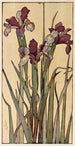 Iris-Gemälde - Jane P. Baker — Ansicht des Kunstwerks