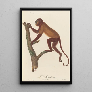 JeanBaptiste Audebert - LAlouate.webp