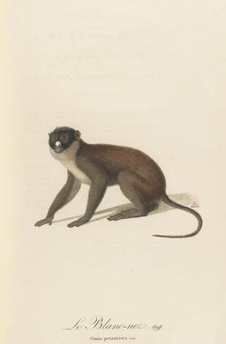 JeanBaptiste Audebert - Le BlancNez.webp