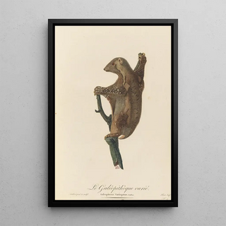 JeanBaptiste Audebert - Le Galopithque varie.webp