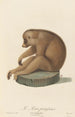 Der faulen Loris - Jean-Baptiste Audebert — Ansicht des Kunstwerks