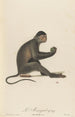 Der Mangabey - Jean-Baptiste Audebert — Ansicht des Kunstwerks