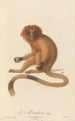 Le Marikina - Jean-Baptiste Audebert — Ansicht des Kunstwerks