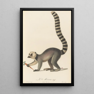 JeanBaptiste Audebert - Le Mococo.webp