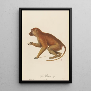 JeanBaptiste Audebert - Le Papion.webp