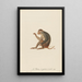 Le Patas queue courte - Jean-Baptiste Audebert — gerahmtes Bild an der Wand