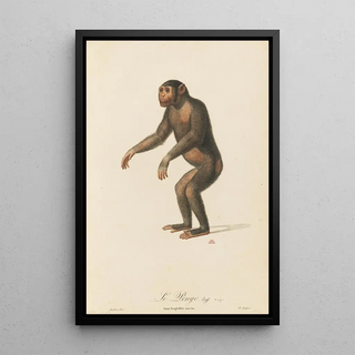 JeanBaptiste Audebert - Le Pongo.webp