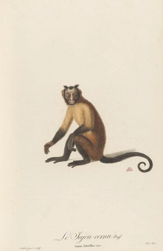 JeanBaptiste Audebert - Le Sajou cornu.webp