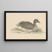 Ente nach rechts - Jean Bernard — gerahmtes Bild an der Wand