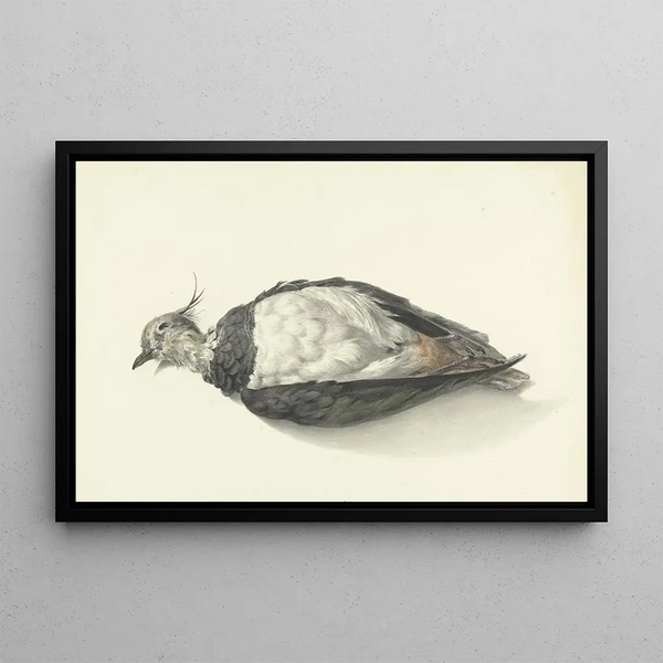 Vanneau mort couché - Jean Bernard — gerahmtes Bild an der Wand