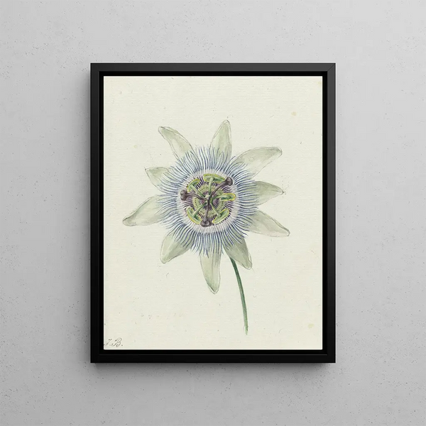 Fleur de la passion - Jean Bernard — gerahmtes Bild an der Wand