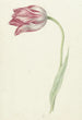 Tulpe rosa - Jean Bernard — Ansicht des Kunstwerks