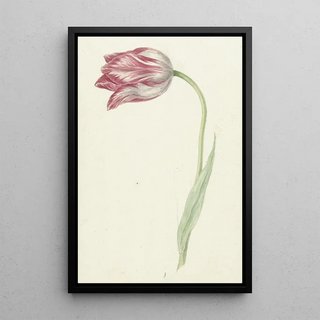 Jean Bernard - Pink Tulip.webp