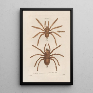 Jean Gabriel Pretre - Insectes recueillis en Afrique et en Amrique Pl01.webp