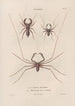 Insekten gesammelt in Afrika und Amerika Pl03 - Jean Gabriel Prêtre — Ansicht des Kunstwerks