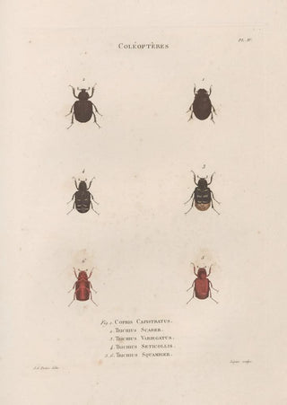 Jean Gabriel Pretre - Insectes recueillis en Afrique et en Amrique Pl25.webp