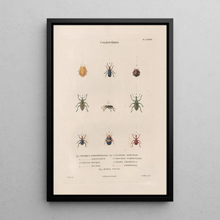 Jean Gabriel Pretre - Insectes recueillis en Afrique et en Amrique Pl30.webp