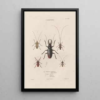 Jean Gabriel Pretre - Insectes recueillis en Afrique et en Amrique Pl34.webp