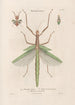 Insekten gesammelt in Afrika und Amerika Pl40 - Jean Gabriel Prêtre — Ansicht des Kunstwerks