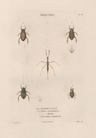 Jean Gabriel Pretre - Insectes recueillis en Afrique et en Amrique Pl58.webp