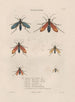 Insekten gesammelt in Afrika und Amerika Pl70 - Jean Gabriel Prêtre — Ansicht des Kunstwerks