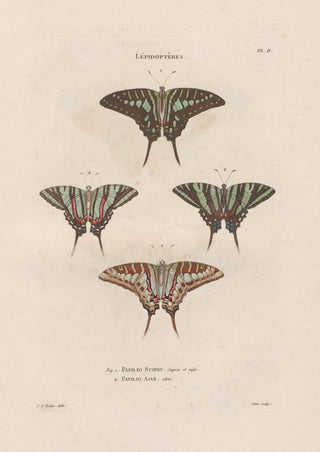 Jean Gabriel Pretre - Insectes recueillis en Afrique et en Amrique Pl74.webp