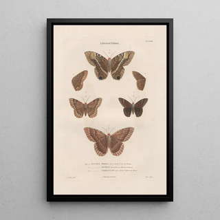 Jean Gabriel Pretre - Insectes recueillis en Afrique et en Amrique Pl77.webp