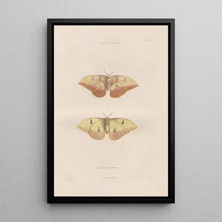 Jean Gabriel Pretre - Insectes recueillis en Afrique et en Amrique Pl84.webp