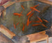 Goldfisch - Jean Hippolyte Marchand — Ansicht des Kunstwerks