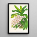 Aerides Odoratum - Jean Jules Linden — gerahmtes Bild an der Wand