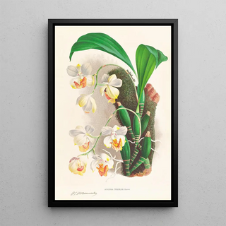 Jean Jules Linden - Aganisia tricolor.webp