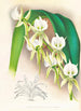 Angraecum eburneum var superbum - Jean Jules Linden — Ansicht des Kunstwerks