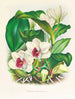 Bifrenaria harrisoniae - Jean Jules Linden — Ansicht des Kunstwerks