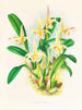 Lobe de Bolbophyllum - Jean Jules Linden — Ansicht des Kunstwerks