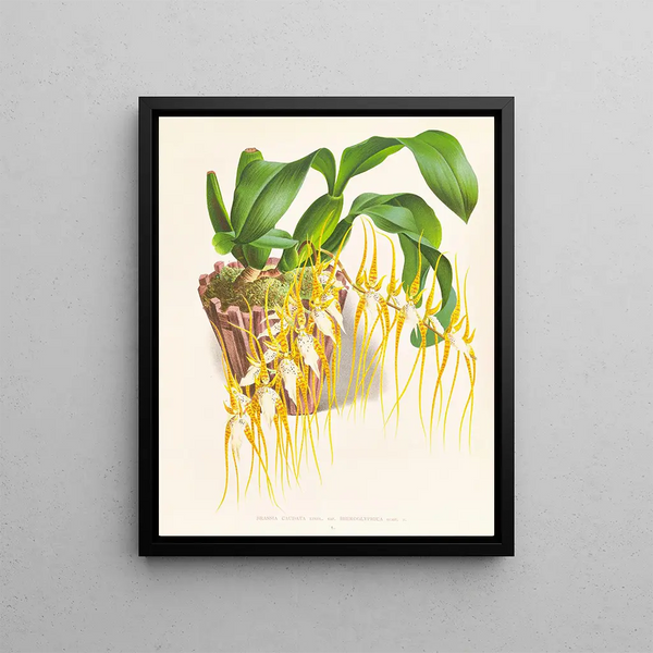 Jean Jules Linden - Brassia caudata.webp