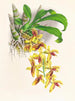 Catasetum galeritus - Jean Jules Linden — Ansicht des Kunstwerks