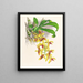 Catasetum galeritus - Jean Jules Linden — gerahmtes Bild an der Wand