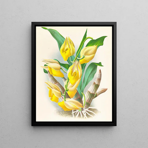 Jean Jules Linden - Catasetum macrocarpum.webp