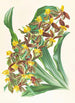 Catasetum rodigasianum - Jean Jules Linden — Ansicht des Kunstwerks