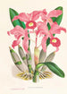 Cattleya Lawrenceana - Jean Jules Linden — Ansicht des Kunstwerks