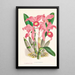 Cattleya Lawrenceana - Jean Jules Linden — gerahmtes Bild an der Wand