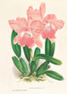 Cattleya Malouana - Jean Jules Linden — Ansicht des Kunstwerks