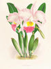 Rinder-Cattleya Mendeli - Jean Jules Linden — Ansicht des Kunstwerks